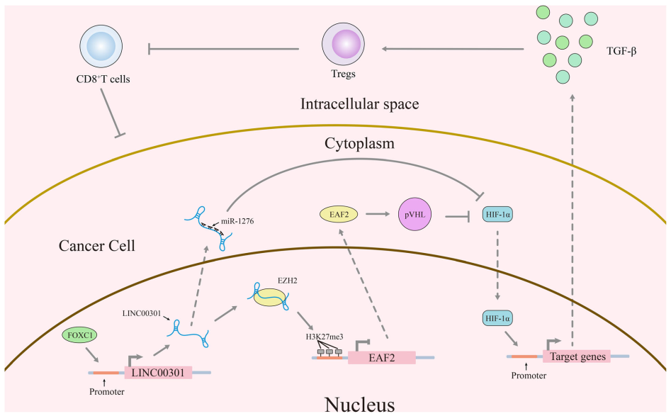 FOXC1介導(dǎo)的LINC00301通過(guò)調(diào)節(jié)HIF1α通路促進(jìn)非小細(xì)胞肺癌發(fā)展.png