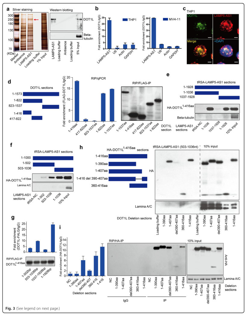 RNA pull down MS結(jié)合蛋白鑒定-客戶文獻-輝駿生物.png