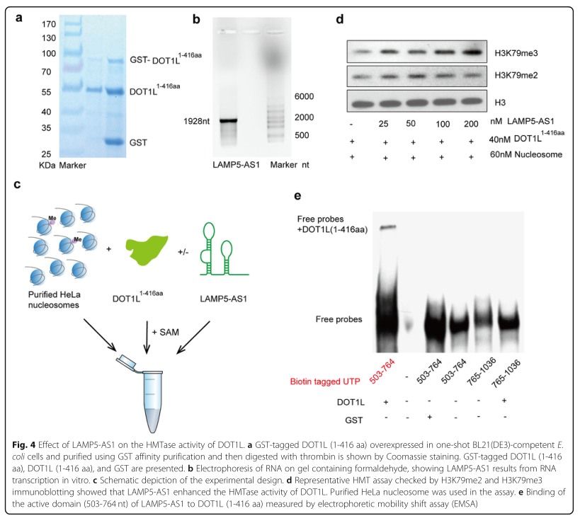 RNA pull down MS結(jié)合蛋白鑒定-客戶文獻-輝駿生物.png