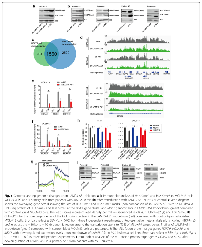 RNA pull down MS結(jié)合蛋白鑒定-客戶文獻-輝駿生物.png