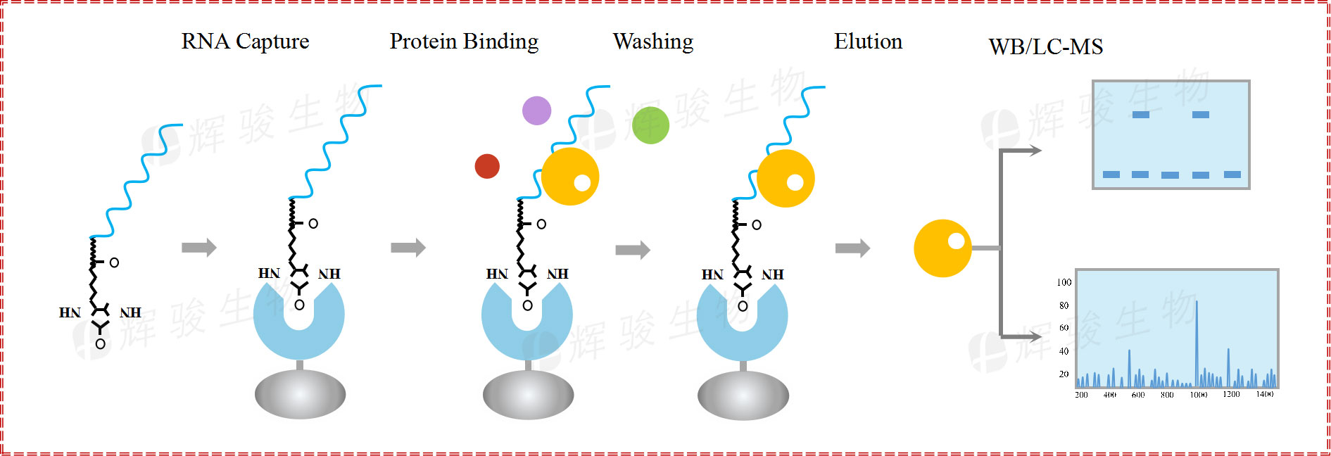 RNA pull down，rna pull-down實(shí)驗(yàn)原理和步驟