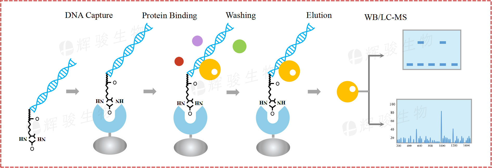 DNA pull down實驗技術服務步驟 dna pulldown WB實驗平臺公司