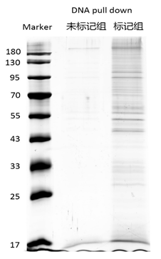 DNA pull down實驗技術服務結果分析