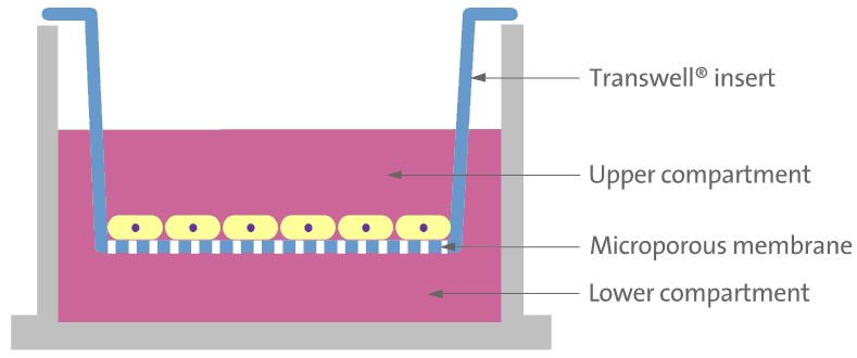 Transwell技術(shù)原理示意圖