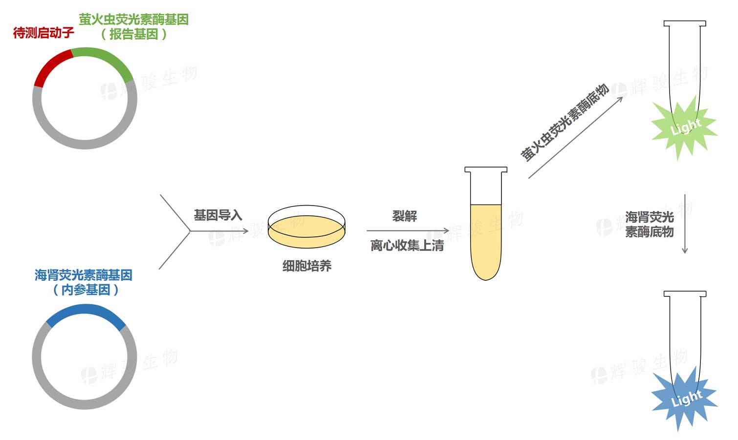 雙熒光素酶報(bào)告基因?qū)嶒?yàn)技術(shù)服務(wù)_啟動(dòng)子活性檢測(cè)實(shí)驗(yàn).jpg