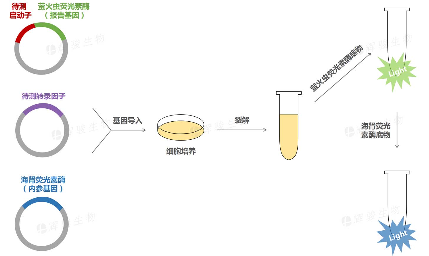 啟動(dòng)子與轉(zhuǎn)錄因子結(jié)合驗(yàn)證外包服務(wù)_轉(zhuǎn)錄因子驗(yàn)證_雙熒光素酶檢測(cè).jpg