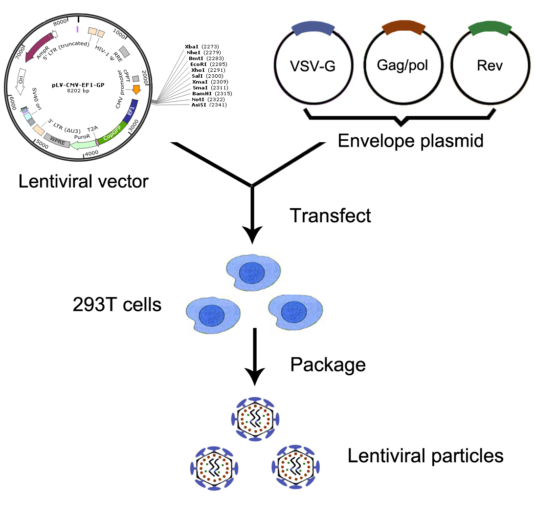 慢病毒包裝實(shí)驗(yàn)流程