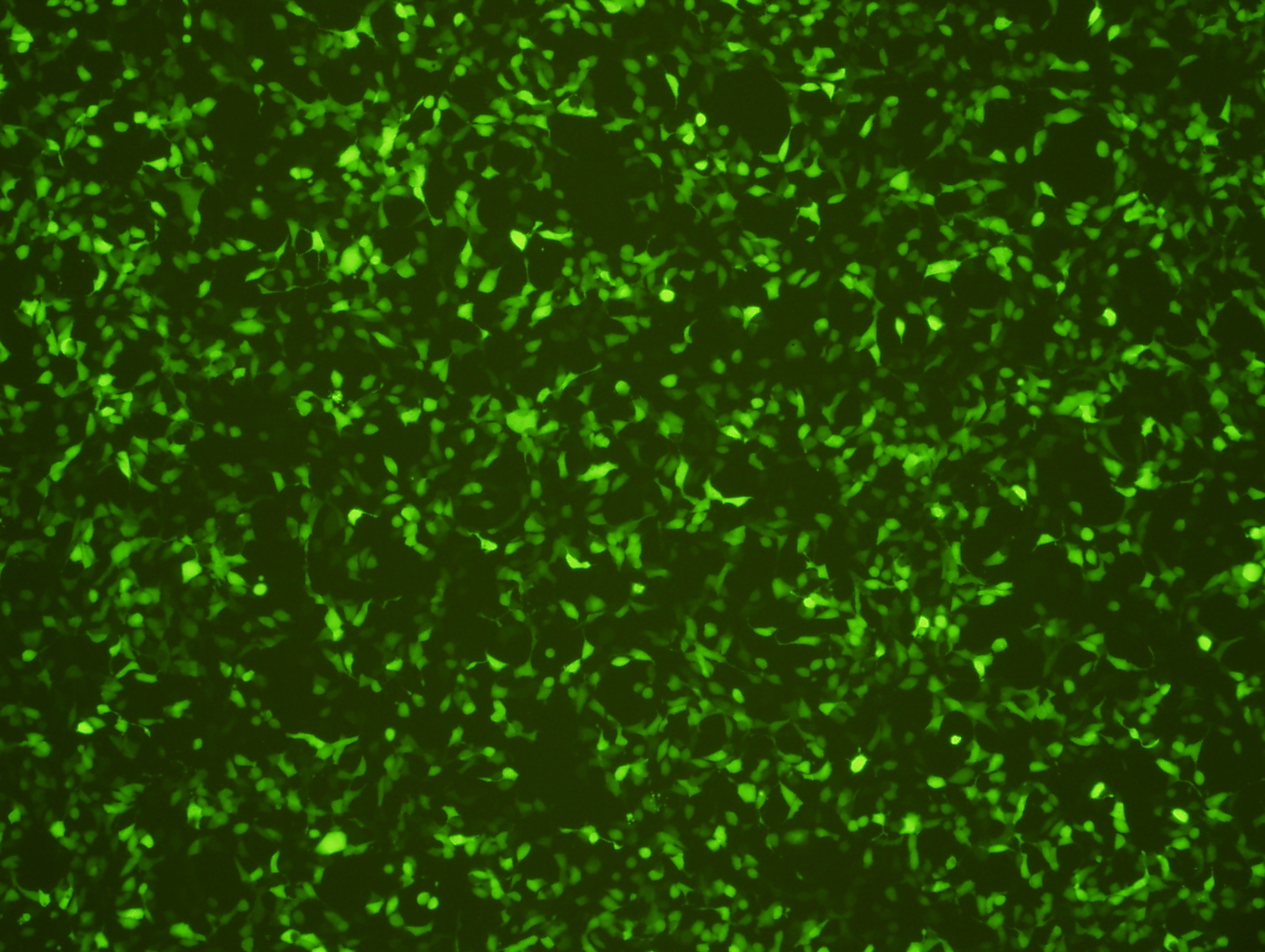 穩(wěn)定細(xì)胞系熒光檢測(cè)圖