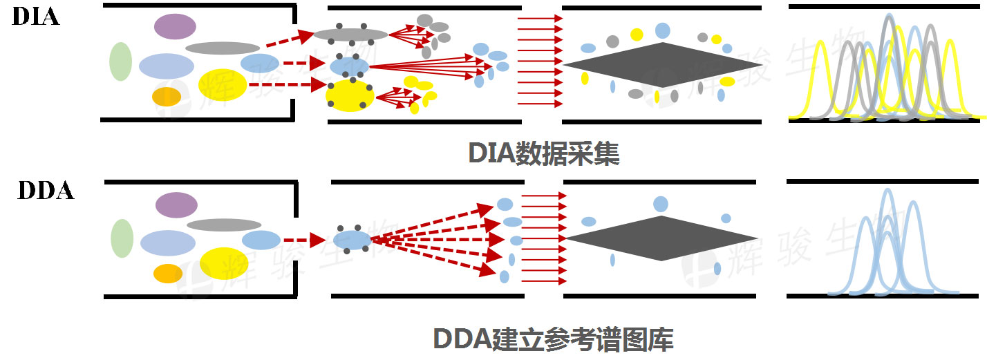 DIA技術(shù)服務(wù)，DIA全息掃描定量實驗檢測，DIA蛋白質(zhì)組學(xué).jpg