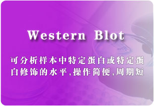 Western Blot