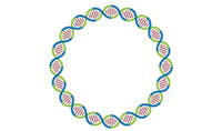 人工環(huán)狀 RNA 可繞過細胞抗病毒反應(yīng)