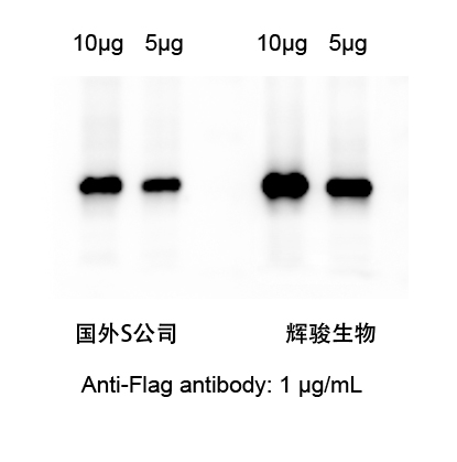 Flag小鼠單克隆抗體.jpg