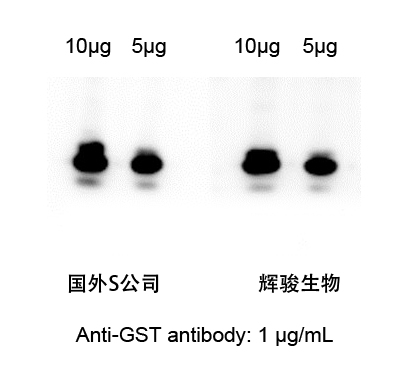 GST標(biāo)簽抗體對比圖-輝駿生物.jpg