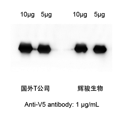 V5標(biāo)簽抗體-輝駿生物.jpg