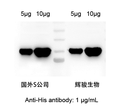 HIS標簽抗體對比圖-輝駿生物.jpg