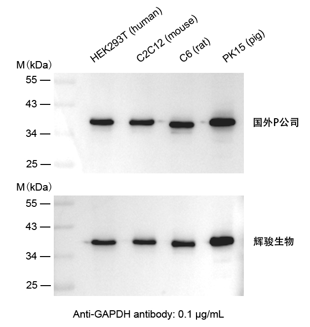 GAPDH抗體-Anti-GAPDH小鼠單抗,價格低,大量現(xiàn)貨-輝駿生物