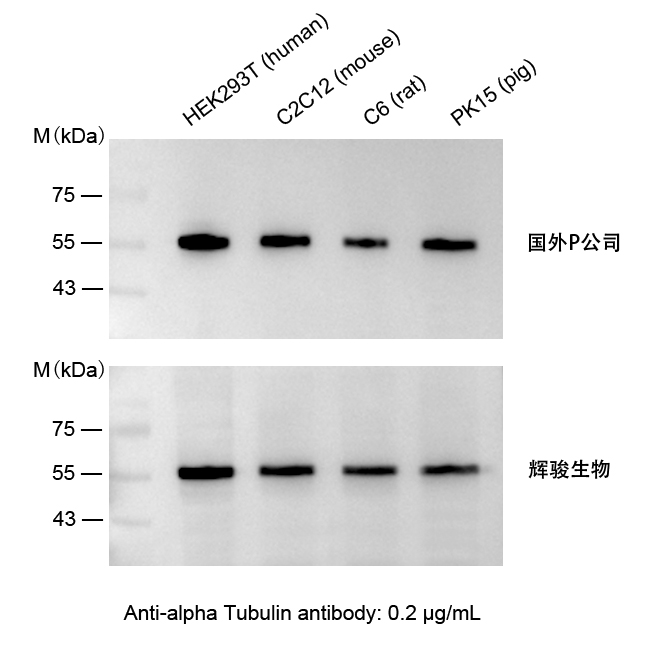 小鼠抗α-Tubulin單克隆抗體-Tublin抗體價格低,快速制備-輝駿生物