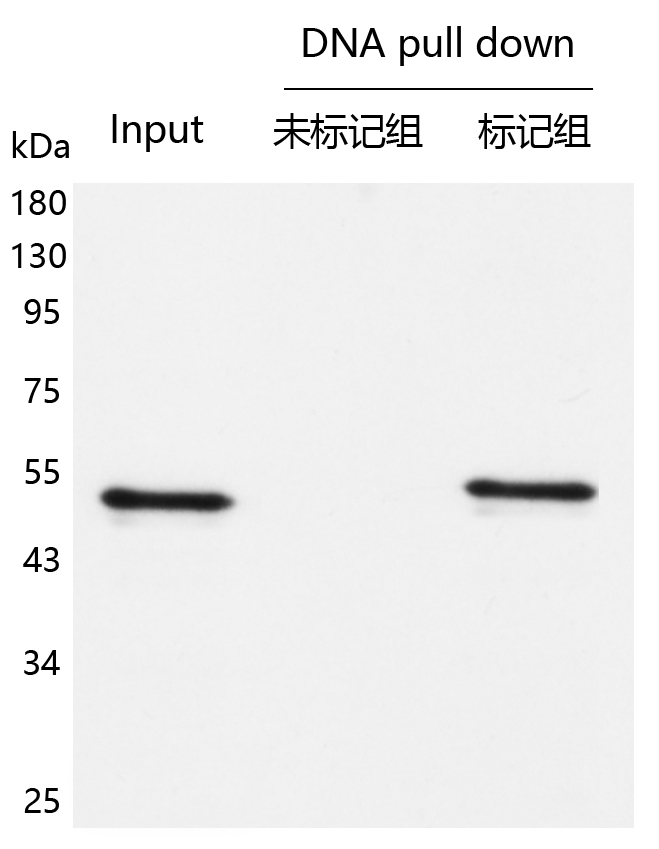 輝駿生物DNA pull down檢測試劑盒使用案例