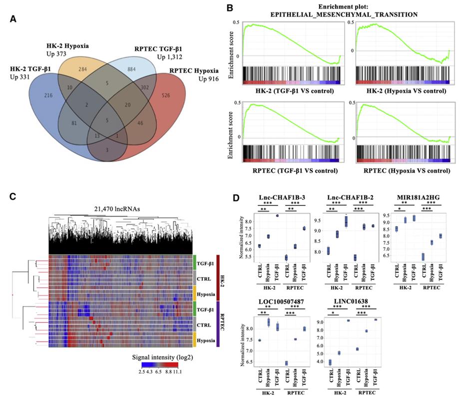 TGF-β1 and hypoxia upregulated lnc-CHAF1B-3 expression in renal proximal tubular cells.