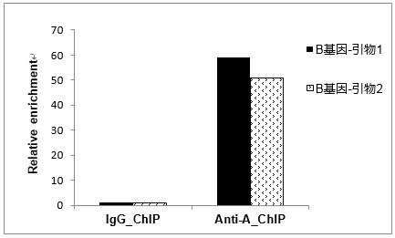 輝駿生物chip試劑盒使用案例-ChIP-qPCR結(jié)果統(tǒng)計圖