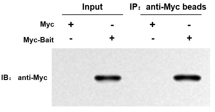 輝駿生物Myc標(biāo)簽抗體磁珠無抗體輕重鏈污染,親和力強(qiáng).jpg