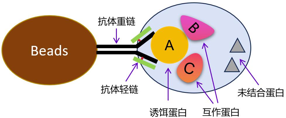 IP時(shí)會(huì)有抗體輕重鏈污染