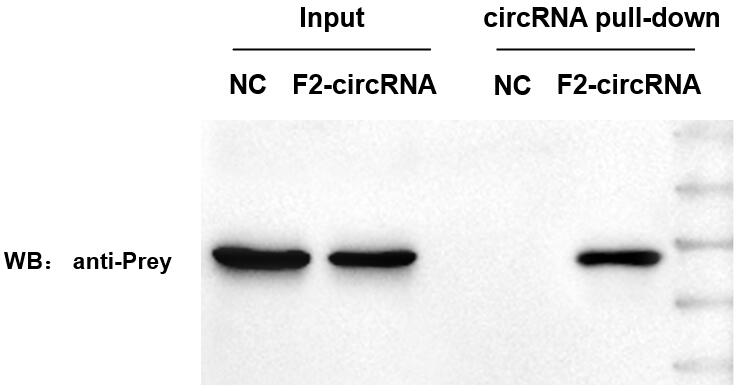 circrna pulldown WB輝駿生物.jpg