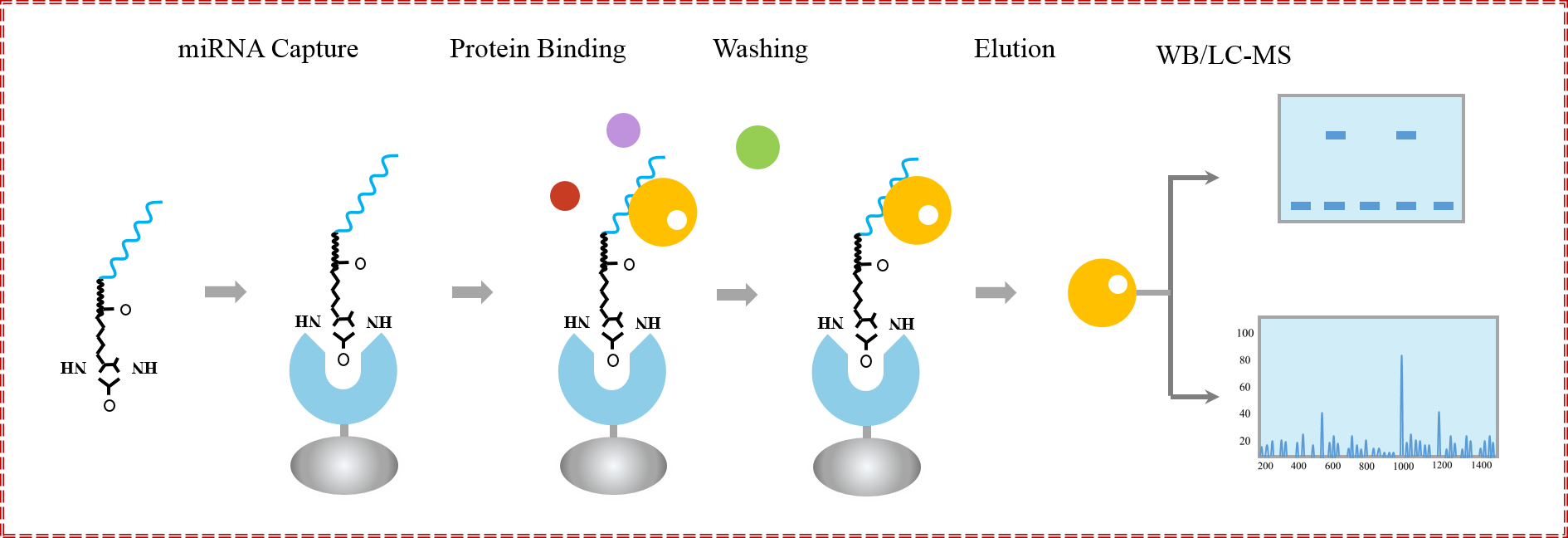 輝駿生物miRNA pull down調(diào)取結(jié)合蛋白原理圖