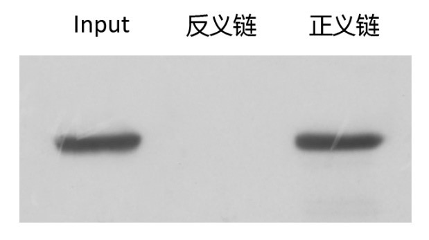 輝駿生物miRNA pull down WB檢測(cè)圖（陽性）.jpg